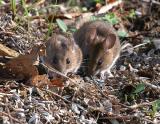 Yellow-necked Mouse- Halsbndsmus - Apodemus flavicollis