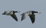 Barnacle Goose - Bramgs - Brata leucopsis