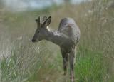 Roe deer - Rdyr - Capreolus capreolus