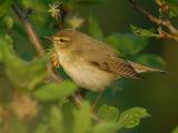 Willow Wabler - Lvsanger - Phylloscopus trochilus