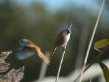 Bearded Tit - Skgmejse- Panurus biarmicus