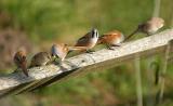 Bearded Tit - Skgmejse- Panurus biarmicus