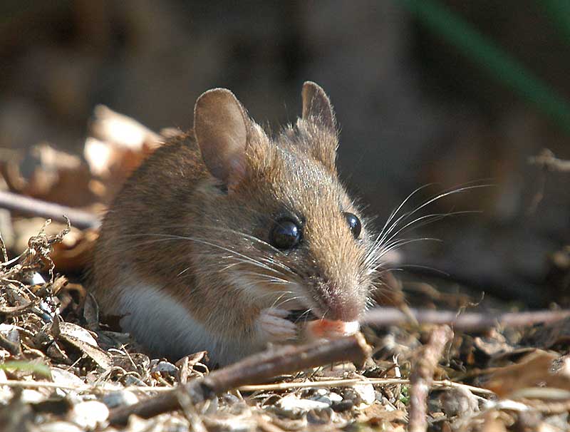Yellow-necked Mouse - Halsbndsmus - Apodemus flavicollis