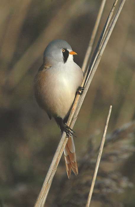 Bearded Tit - Skgmejse- Panurus biarmicus