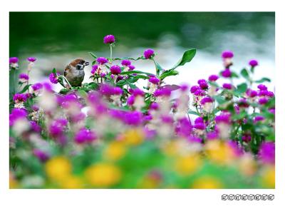DSC_9658a.jpg