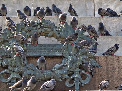 Liberated pigeons