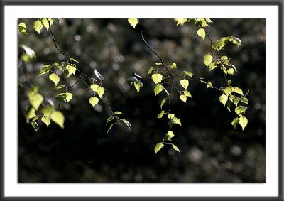 IMG_7594.jpg