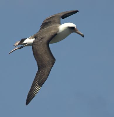 Albatros1.jpg