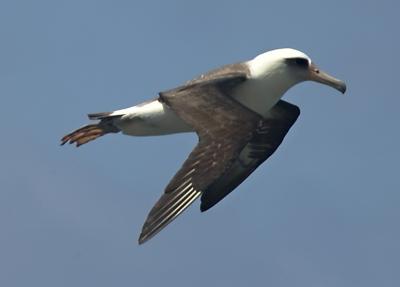 Albatros2.jpg