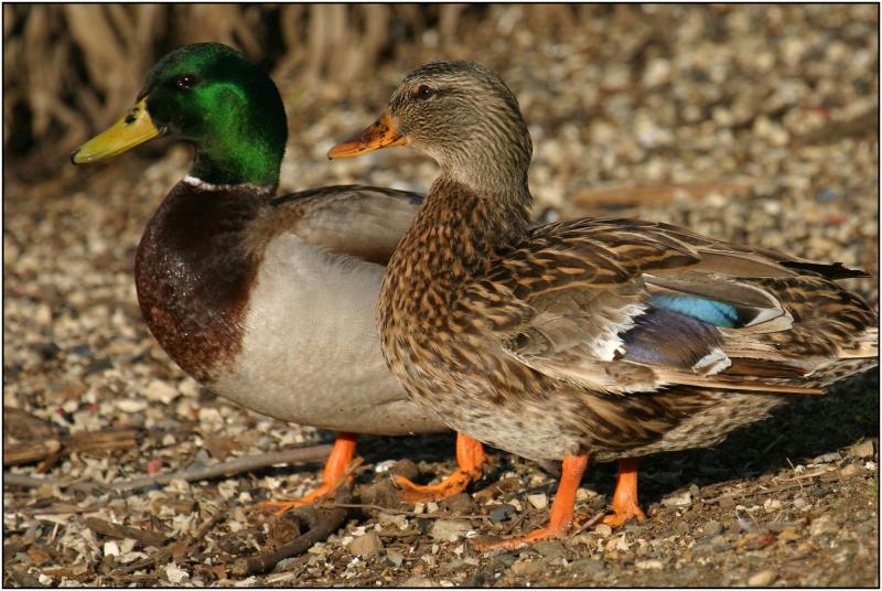 Mallard