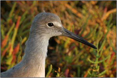 Willet