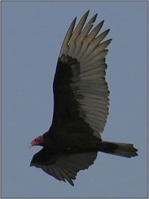 Turkey Vulture