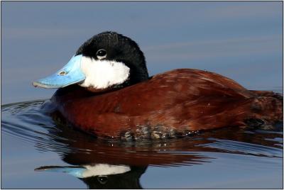 Ruddy Duck