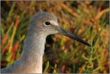 Willet