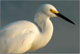 Snowy Egret