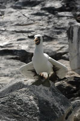 Southern Galapagos Islands - Land Shots