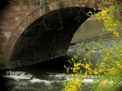 u44/anayv/medium/28383989.ebridgewaterfallsflowers1PSs50IMG_1491.jpg