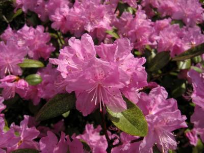 u44/anayv/medium/28384031.eMacropinkflowerPSs50IMG_1282.jpg