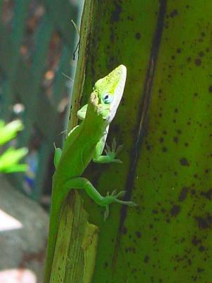 Lizard.jpg