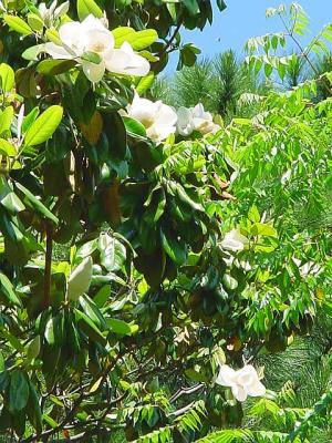 Magnolias.jpg