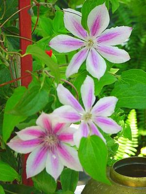 Clematis.jpg