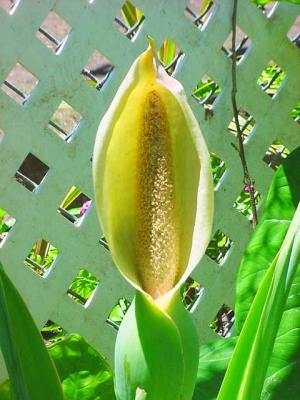 ElephantEarFlower.jpg