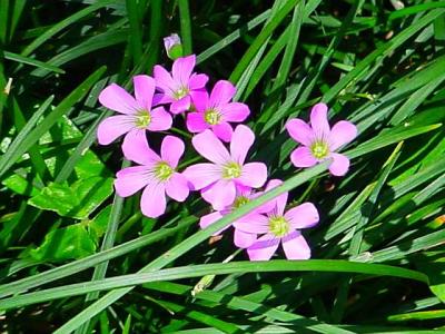 LilacWildflowers.jpg