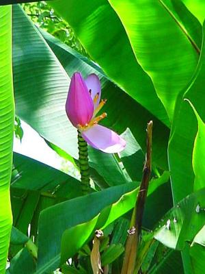 PlantainFlower.jpg