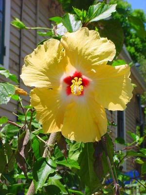 YellowHibiscus.jpg