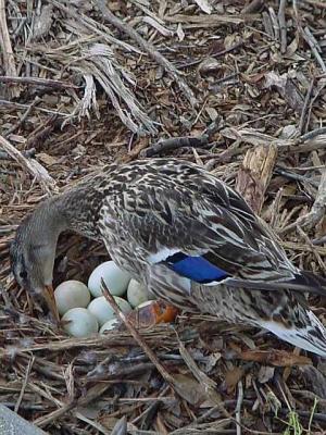 MomDuckEggs.jpg