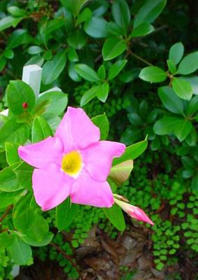 PinkBlossom.jpg
