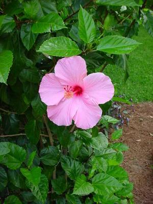 PinkHibiscus.jpg
