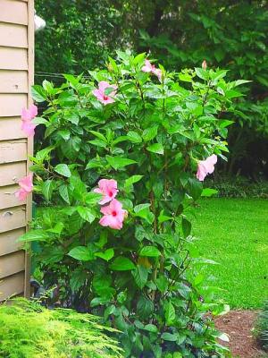 PinkHibiscusBush.jpg