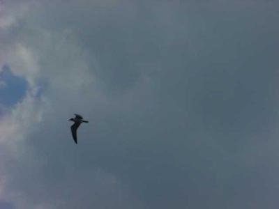SeagullFlies.jpg