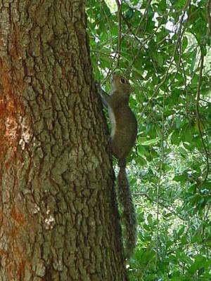 Squirrel.jpg