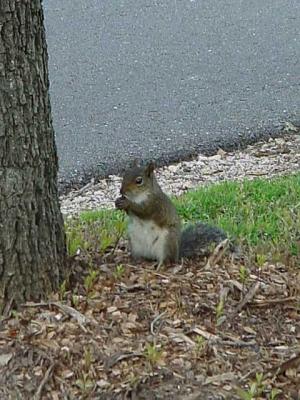 Squirrel1.jpg