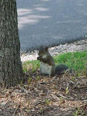 Squirrel2.jpg