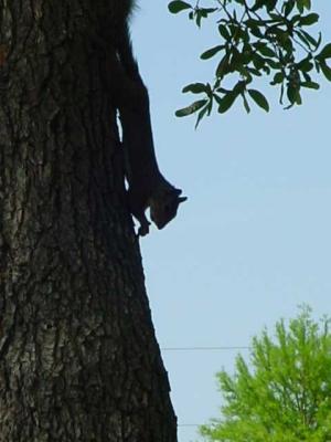Squirrel3.jpg