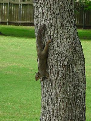 Squirrel4.jpg