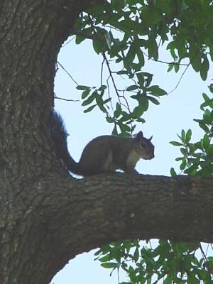 Squirrel5.jpg