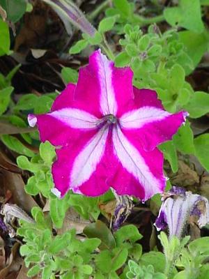 VarigatedPetunia.jpg