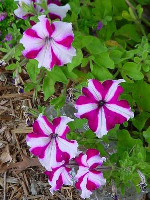 VarigatedPetunias.jpg