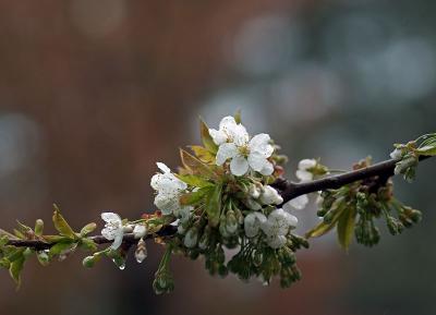 After the rain