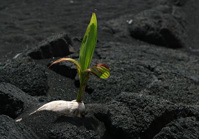 Coconut, new Kaimu black sand beach