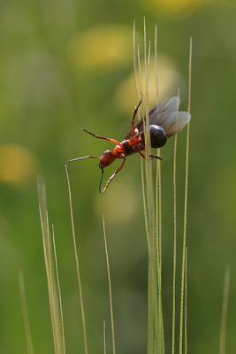 Winged Ant