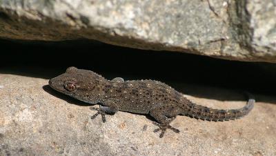 More Gecko