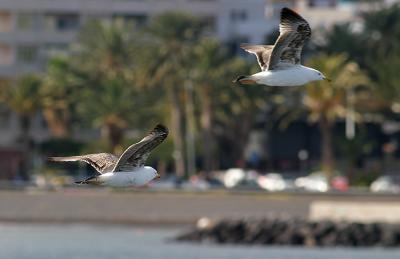 Two gulls