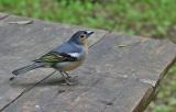 Male Chaffinch