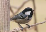 Coal tit peeking