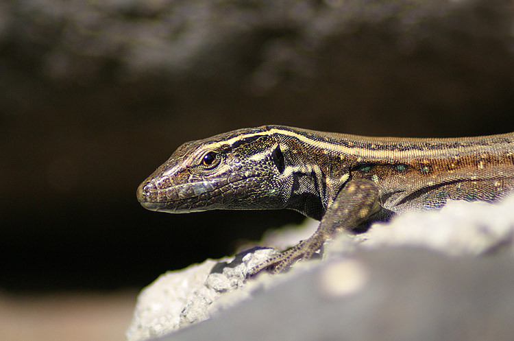 Canarian Resident